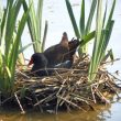 Le comportement parasitaire méconnu de la Gallinule poule-d&rsquo;eau