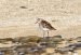 Bécasseau minute | Calidris minuta | Little Stint
