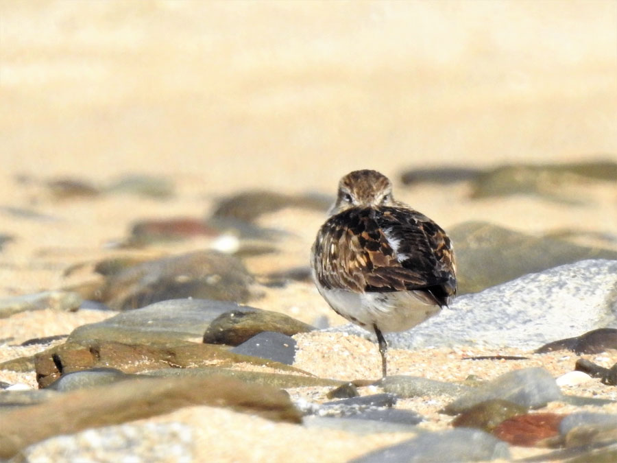 Je dors mais je vous ai à l&rsquo;œil…