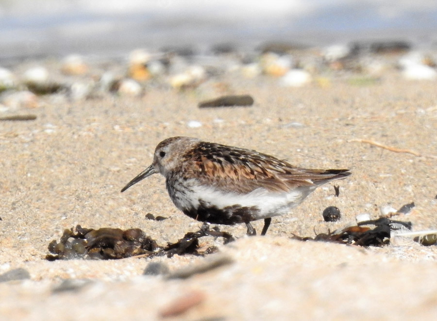 Bécasseau variable de passage