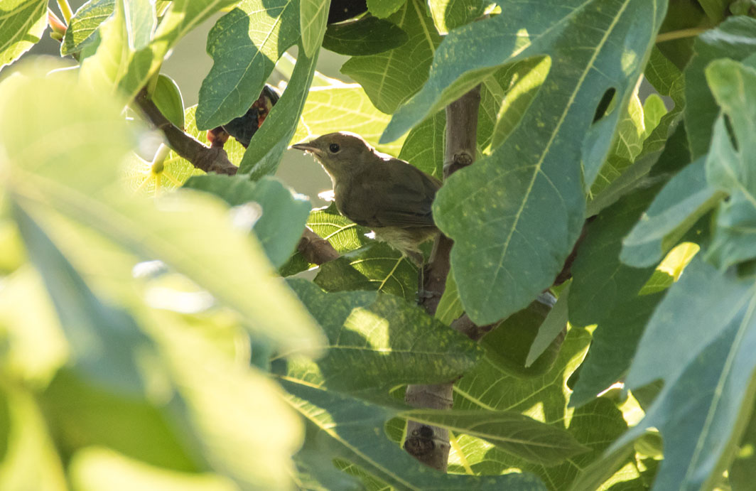 Probable Fauvette à tête noire juvénile