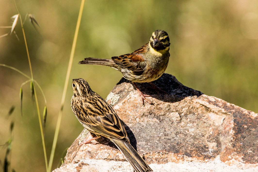 Bruants zizis mâle et juvénile