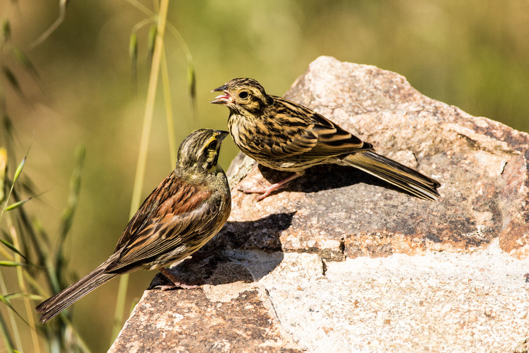 Bruant zizi et son jeune