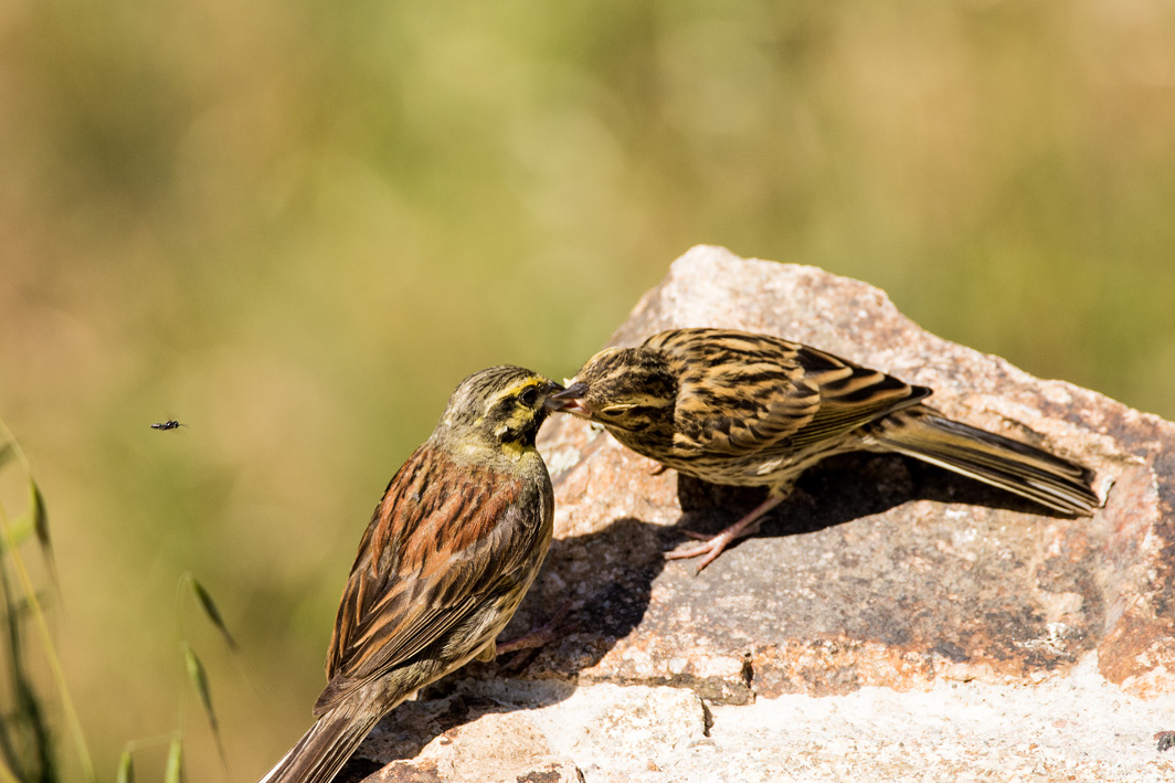 Bruant zizi nourrissant son petit