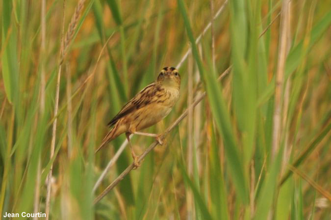 Phragmite aquatique dans le Morbihan