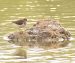 Chevalier guignette | Actitis hypoleucos | Common Sandpiper