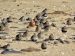Bécasseau cocorli | Calidris ferruginea | Curlew Sandpiper