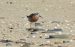 Bécasseau cocorli | Calidris ferruginea | Curlew Sandpiper