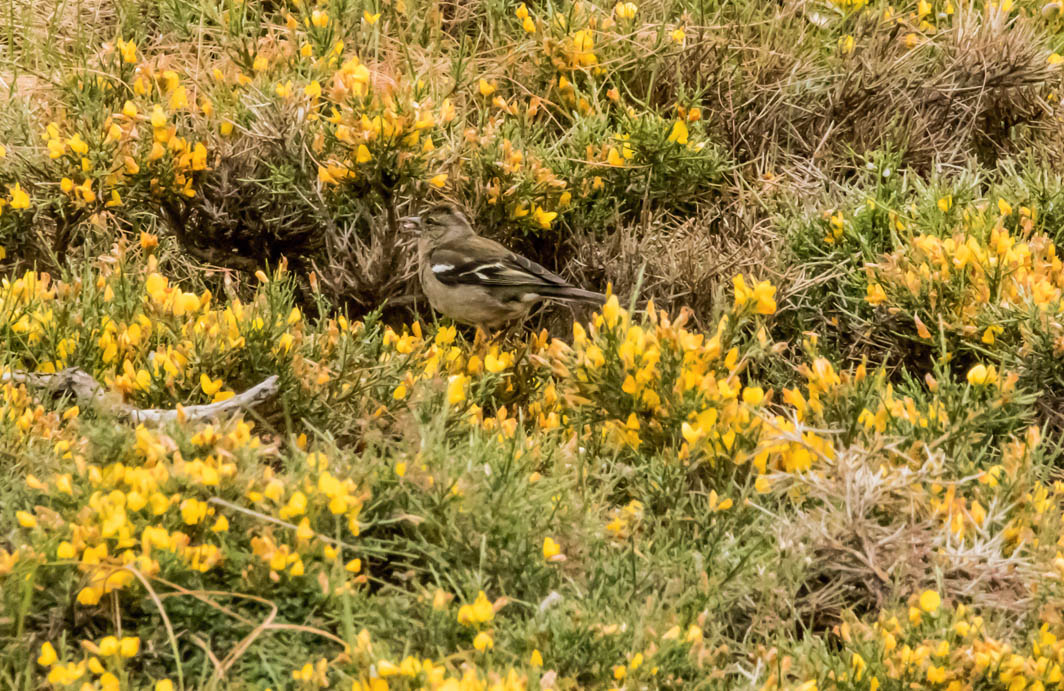 Pinson des arbres femelle en Corse
