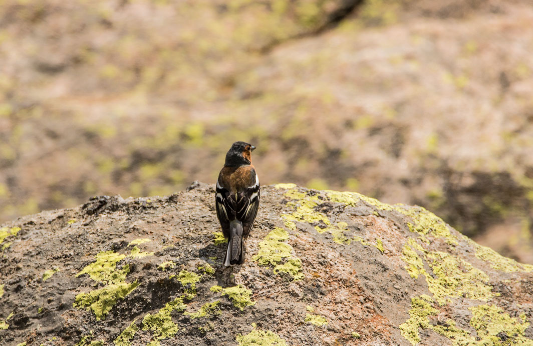 Pinson des arbres mâle en Corse