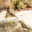 Pinson des arbres mâle en Corse