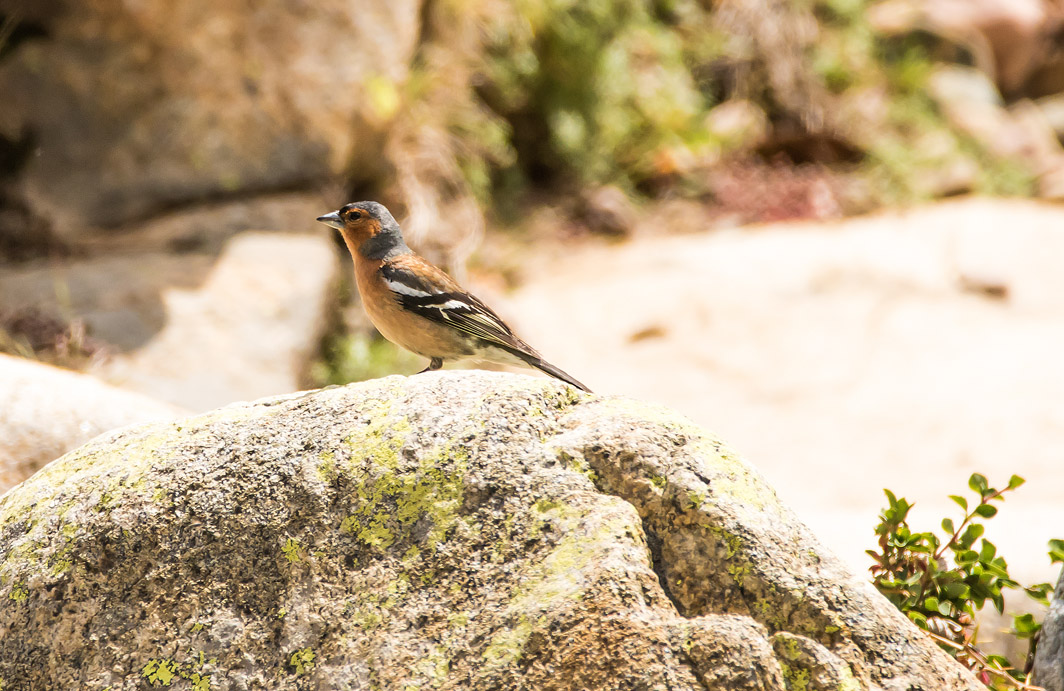Pinson des arbres mâle en Corse