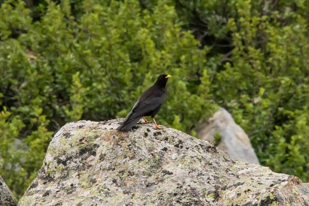 Chocard à bec jaune en Corse