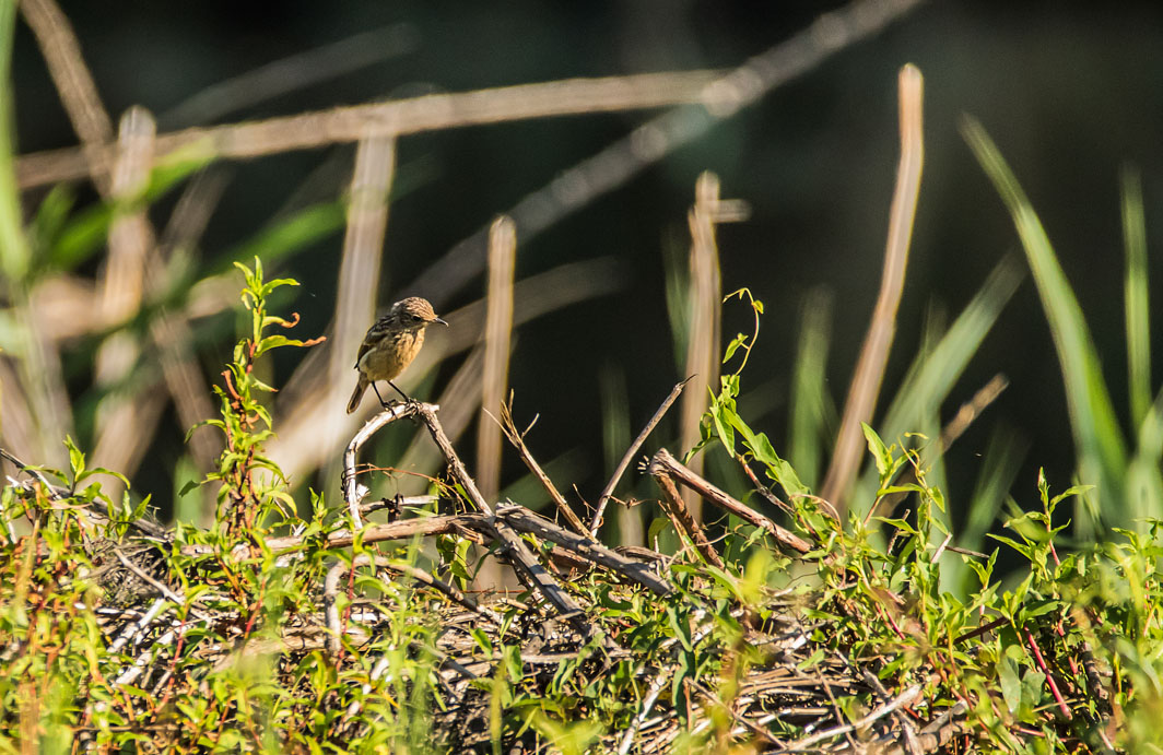 Tarier pâtre juvénile en Corse
