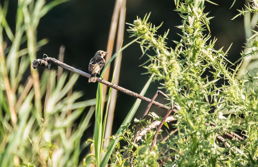 Tarier pâtre juvénile