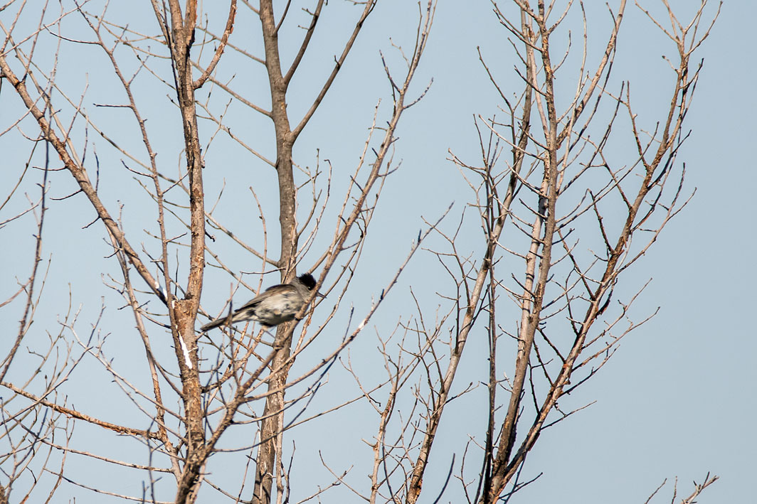 Fauvette à tête noire mâle
