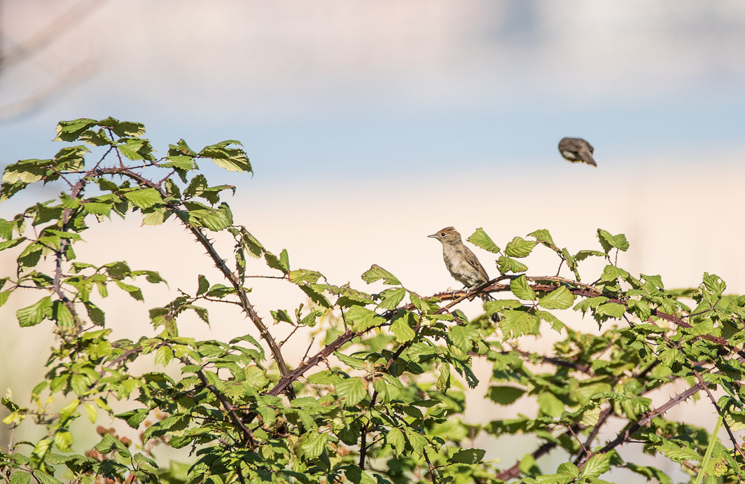 Fauvette à tête noire femelle