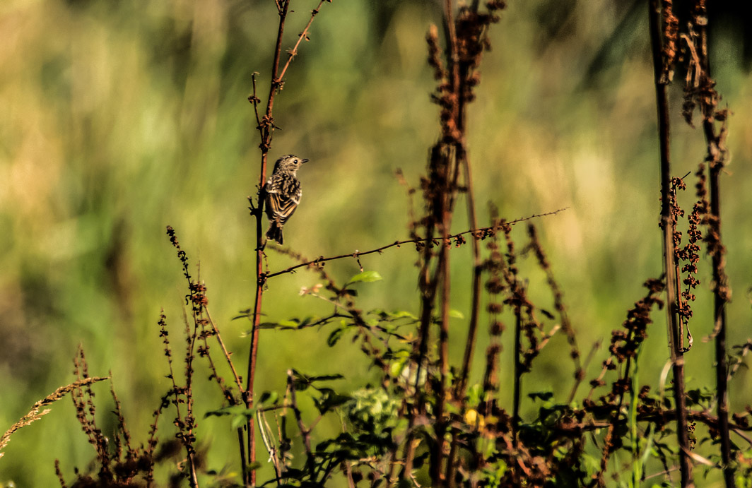 Tarier pâtre juvénile en Corse
