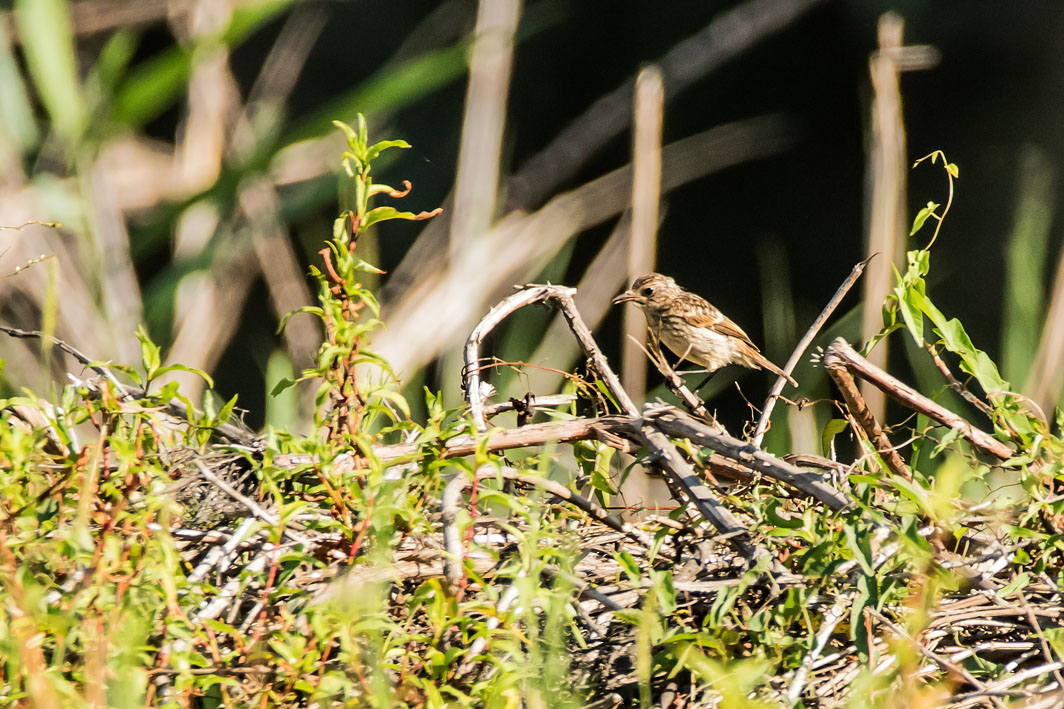 Tarier pâtre juvénile en Corse