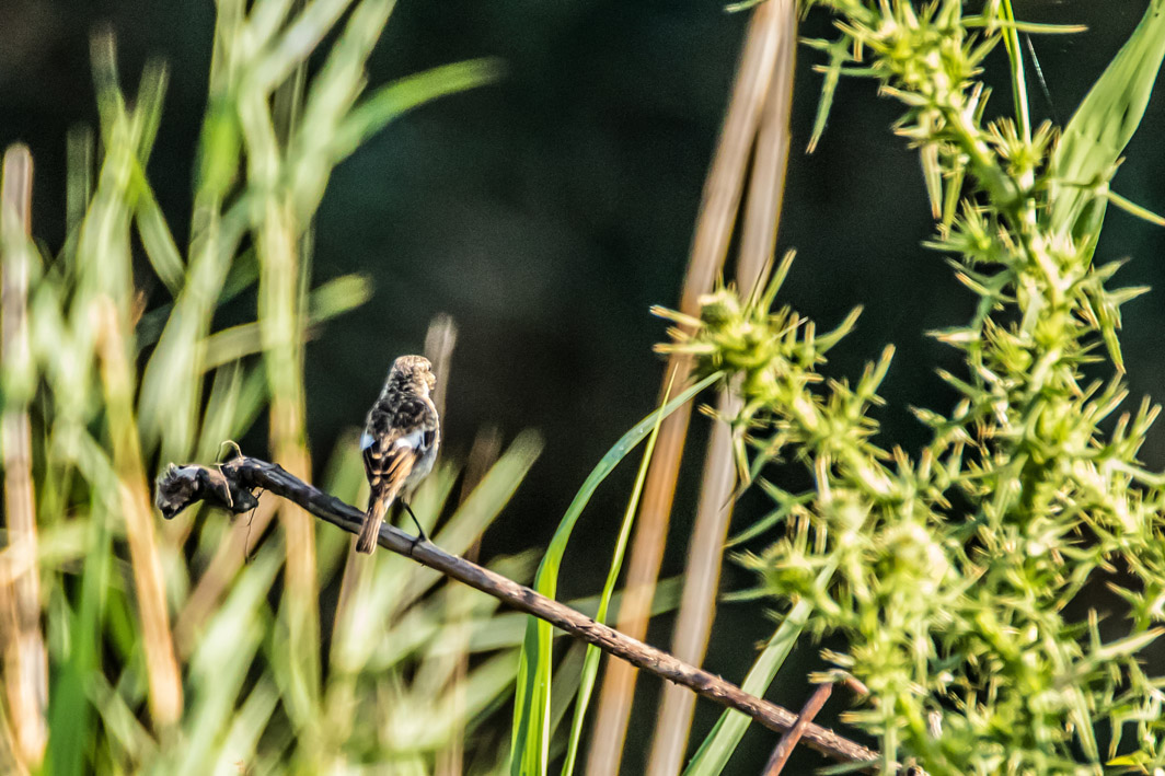 Tarier pâtre juvénile