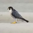Faucon pèlerin dans le Cotentin