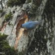 Sittelle kabyle mâle près du nid