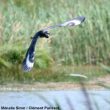 Un cas d&rsquo;hybridation entre un Héron cendré et une Aigrette garzette dans la Somme en août 2018