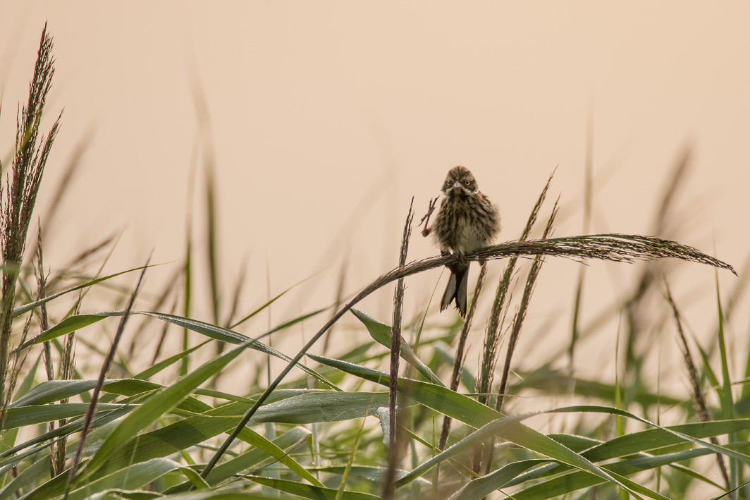 Bruant des Roseaux