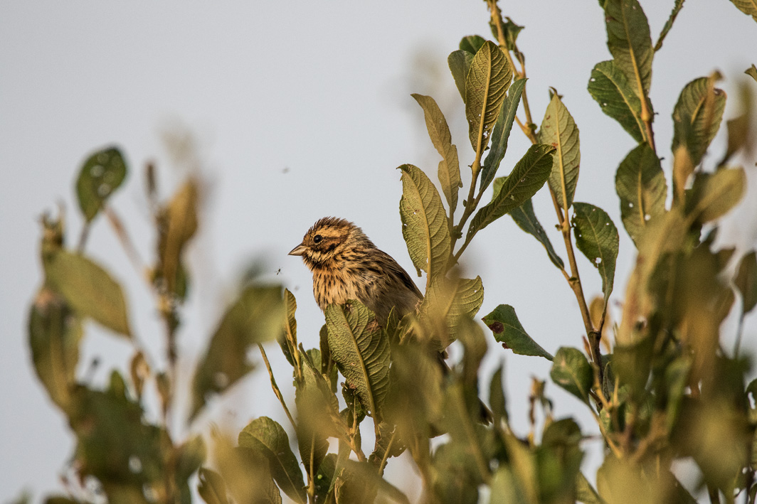 Brant des roseaux juvénile