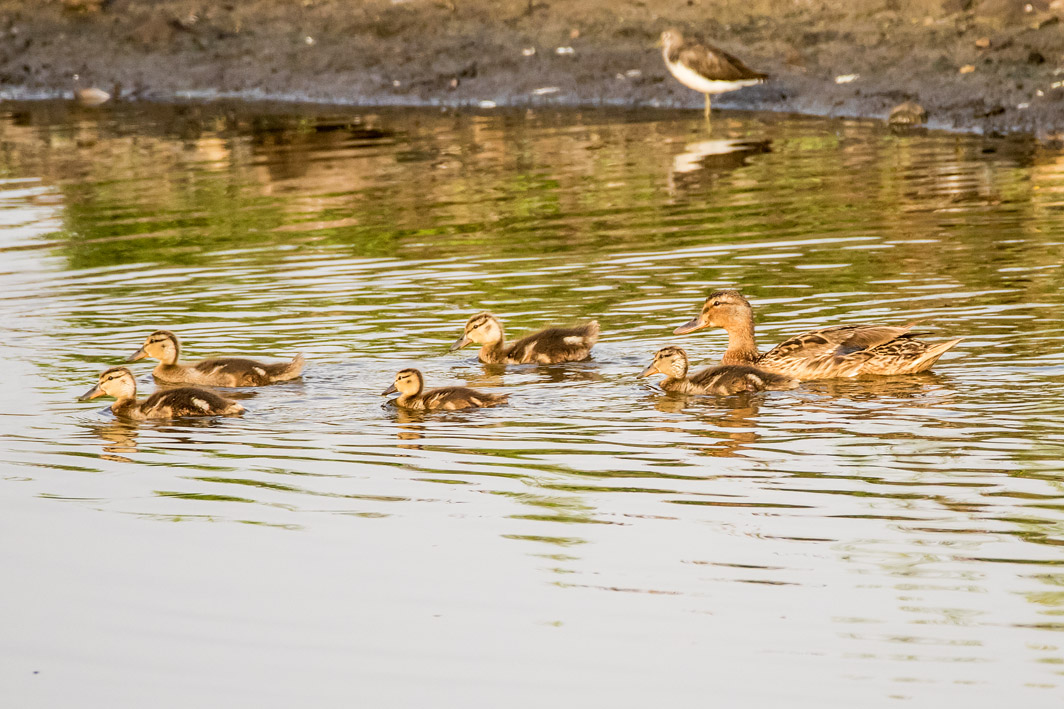 Cane colvert avec ses canetons