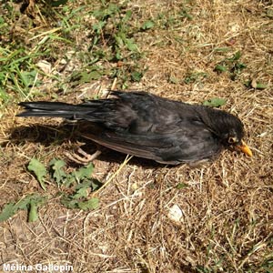 Des oiseaux touchés par le virus Usutu en Europe : situation et conseils