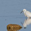 Aigrette garzette