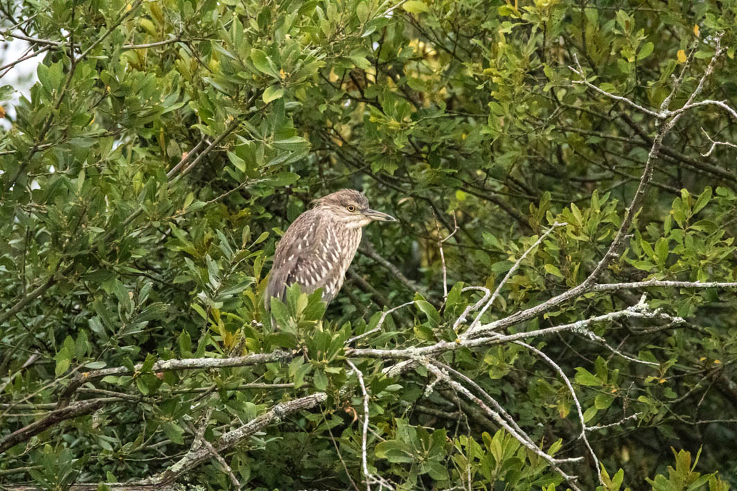 Bihoreau gris juvénile
