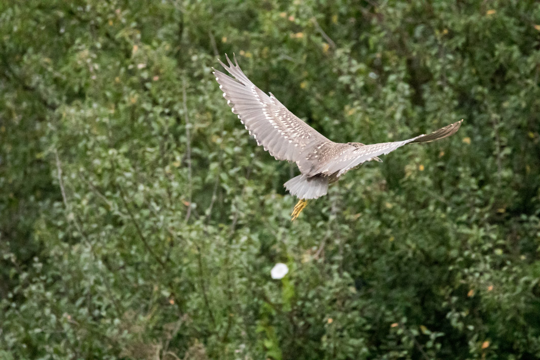 Bihoreau gris juvénile