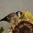 Chardonneret élégant sur un tournesol