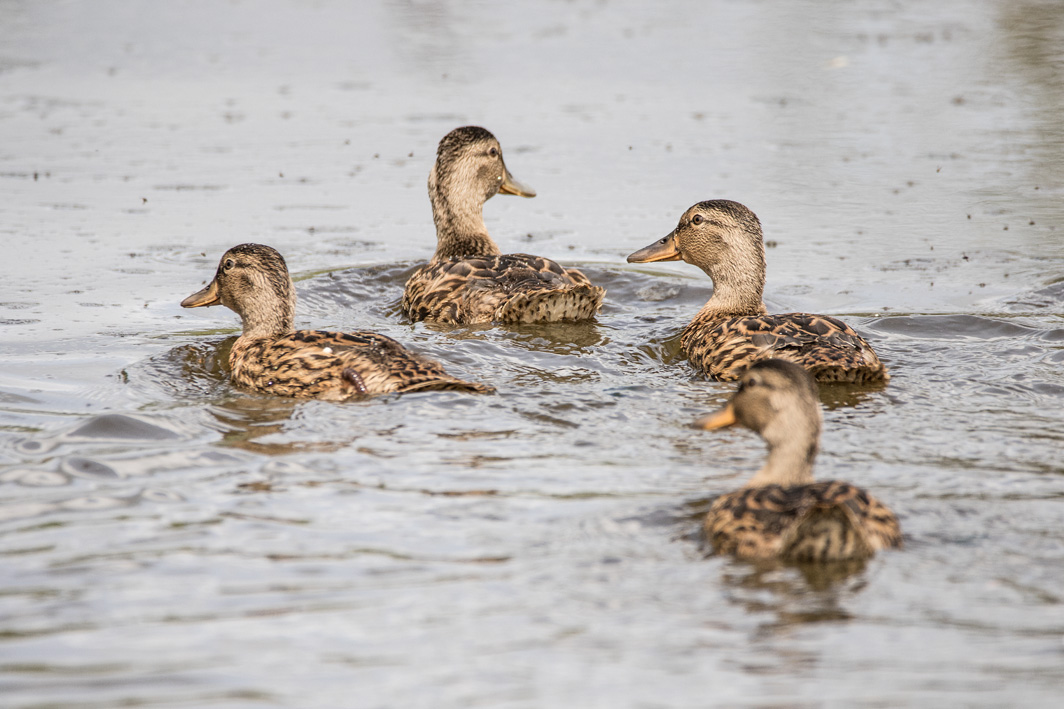 Canards colverts juvéniles