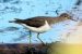 Chevalier guignette | Actitis hypoleucos | Common Sandpiper