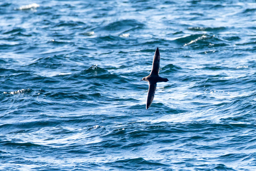 Puffin fuligineux en mer