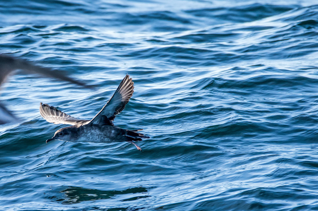 Puffin des Baléares