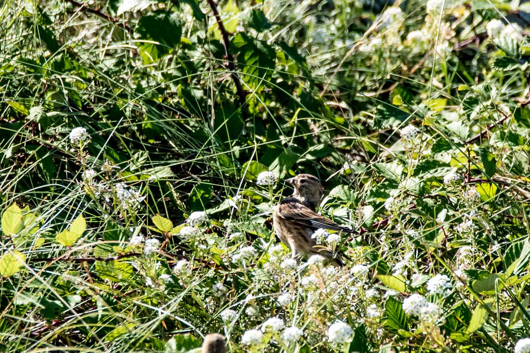 Linotte mélodieuse femelle