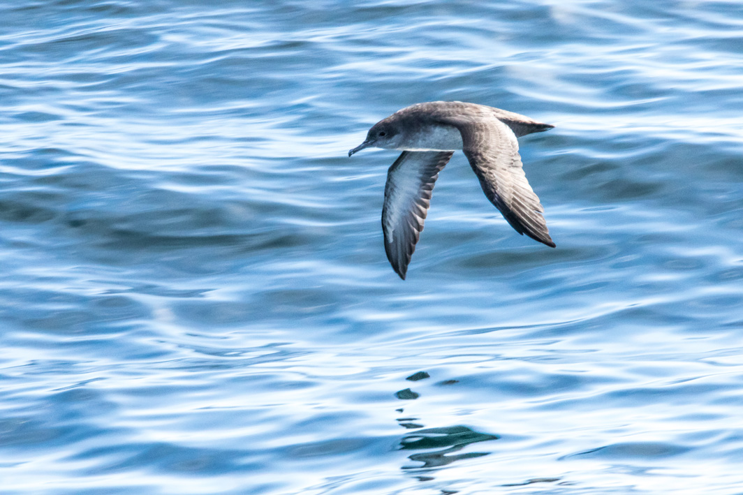 Puffin des Baléares dans le Mor Braz