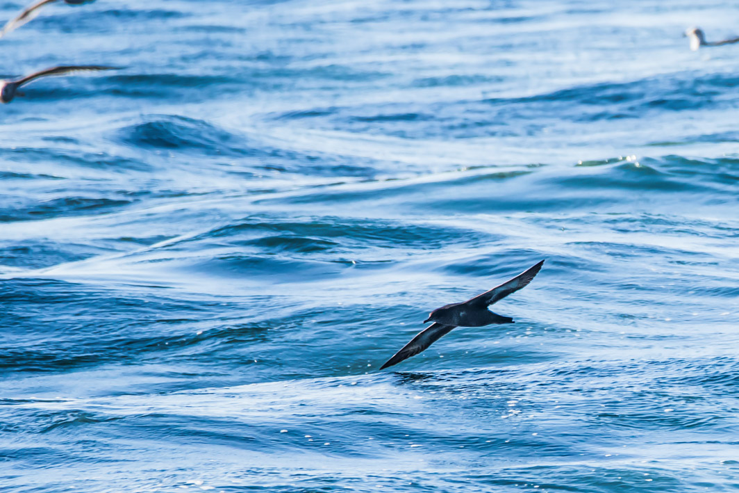 Puffin fuligineux en mer