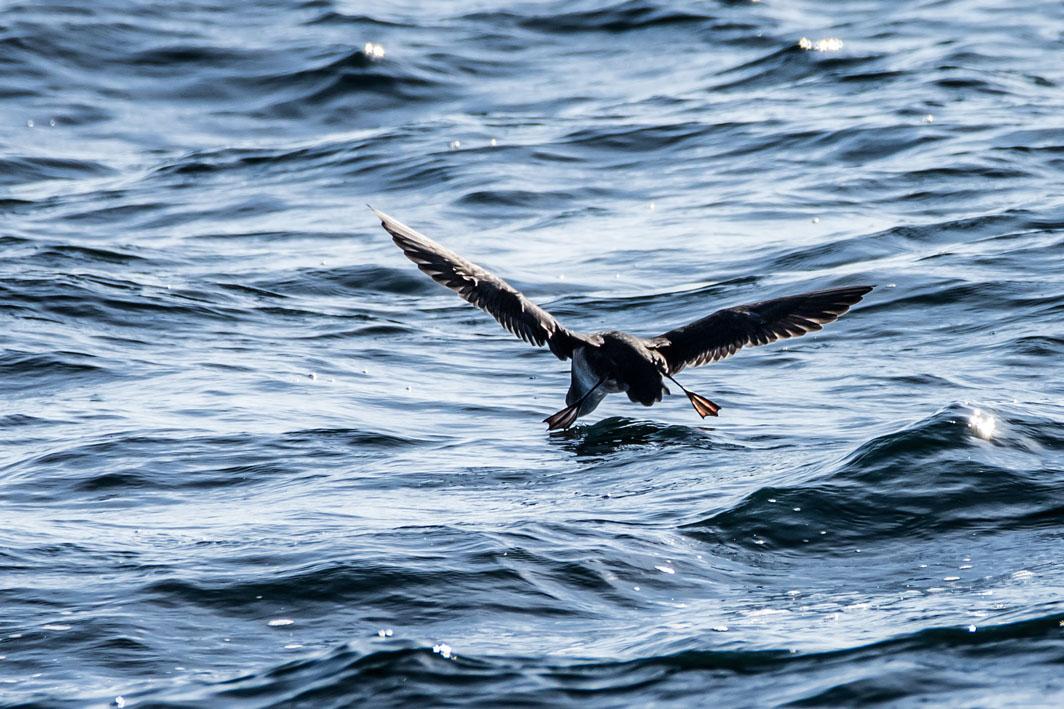 Puffin des Baléares
