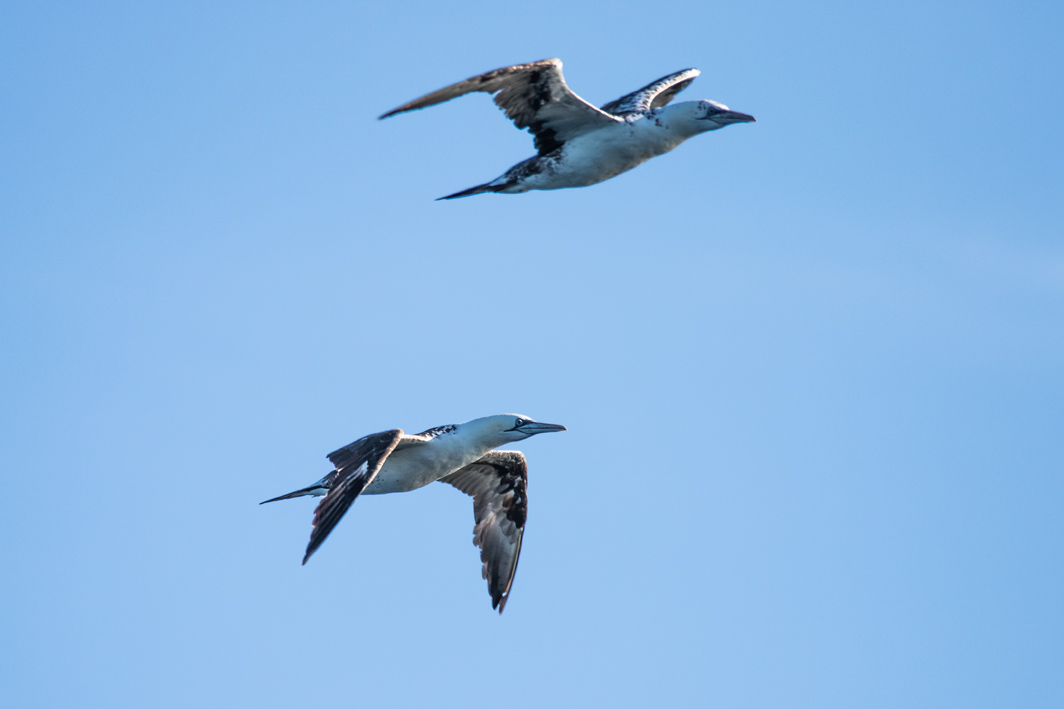 Fous de Bassan juvéniles