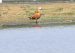 Tadorne casarca | Tadorna ferruginea | Ruddy Shelduck