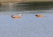 Tadorne casarca | Tadorna ferruginea | Ruddy Shelduck