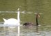 Cygne noir | Cygnus atratus | Black Swan