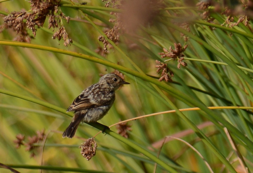 Tarier pâtre juvénile