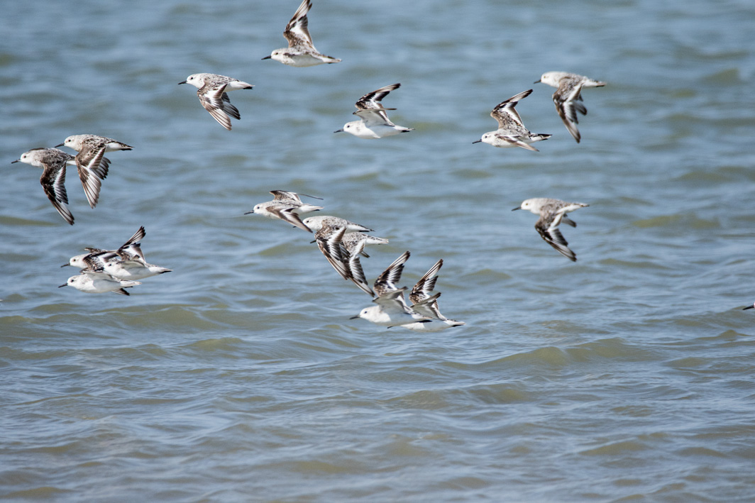 Bécasseaux sanderlings