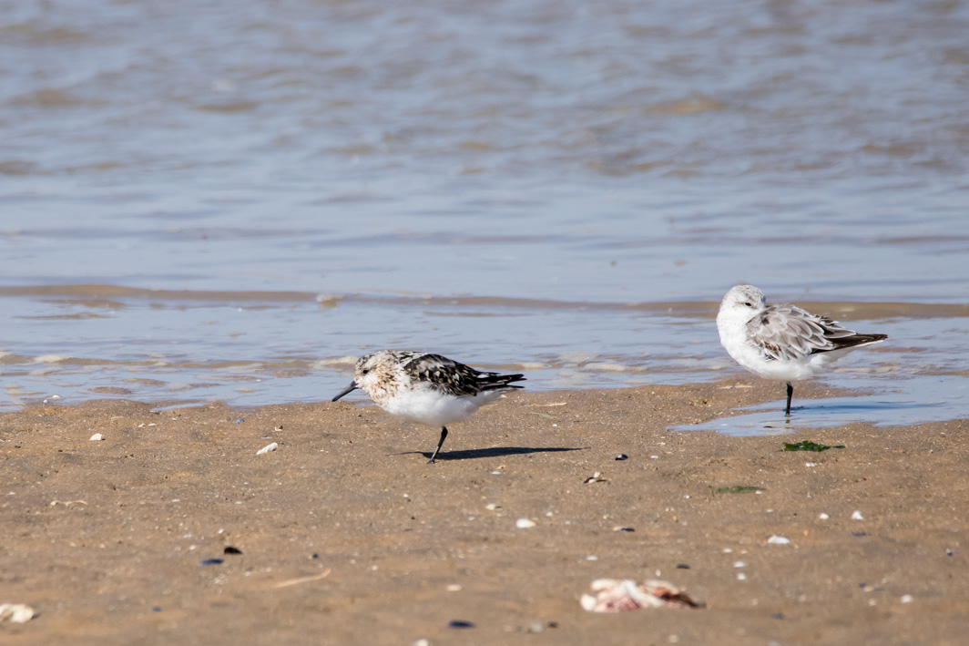 Bécasseaux sanderlings